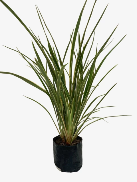 Formio Variegado - comprar online