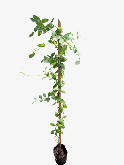 Lonicera Japonica - comprar online