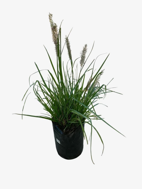 Pennisetum Moudry - comprar online