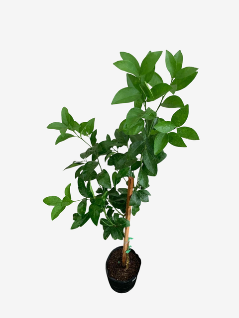 Mandarina Murcott - comprar online