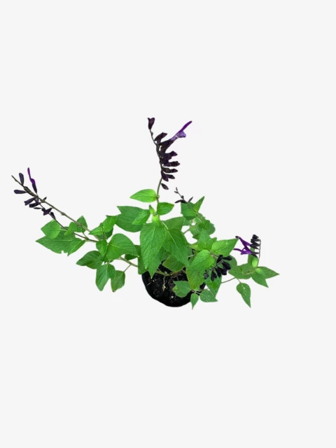 Salvia Amistad - comprar online