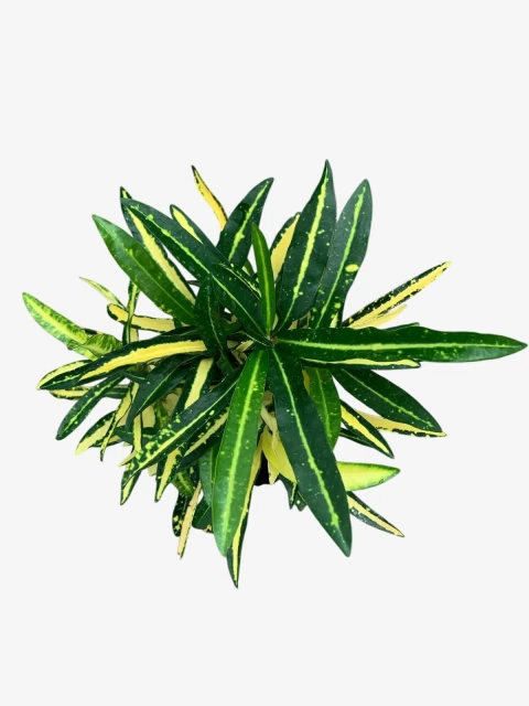 Croton Fideo - comprar online