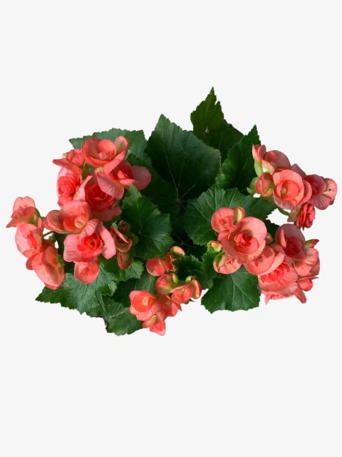 Begonia Elatior - comprar online