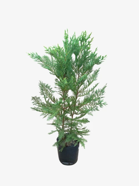 Cupressus Leylandi