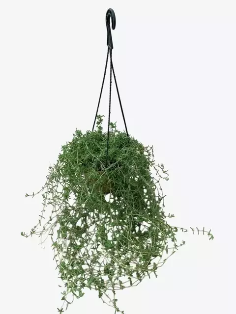 Manto de la virgen - comprar online