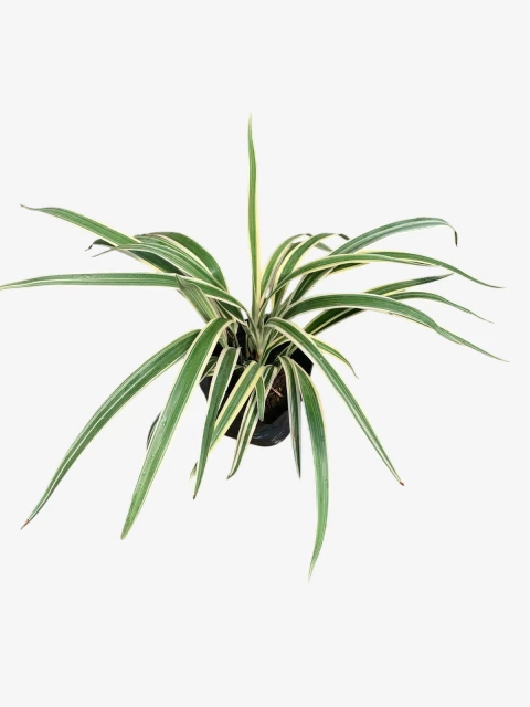 Dianella Tasmanica - comprar online