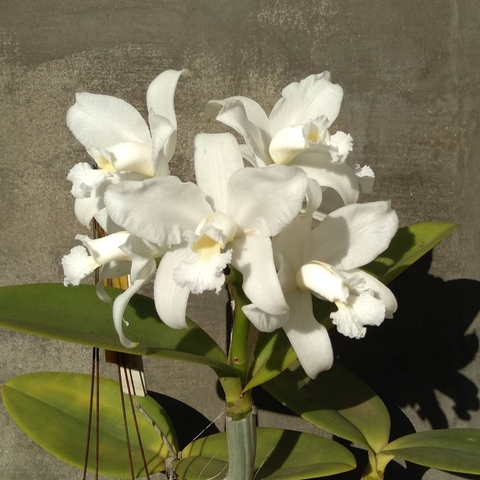 Amethystoglossa alba - comprar online