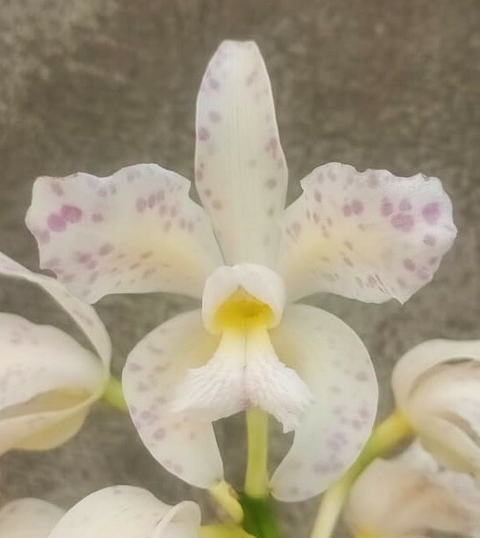 Amethystoglossa albescens - comprar online