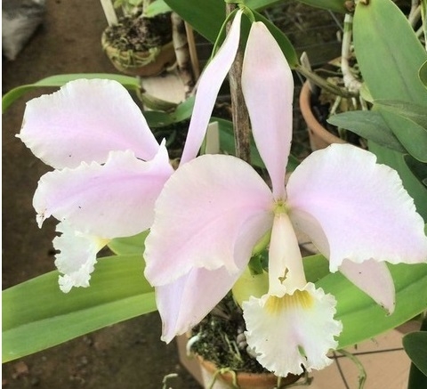 Warneri albenscens ('Pedro Schaffel' x 'Santa Tereza') - comprar online