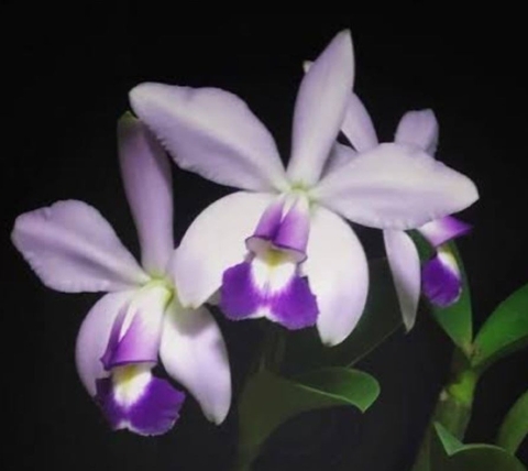 Violacea coerulea - comprar online