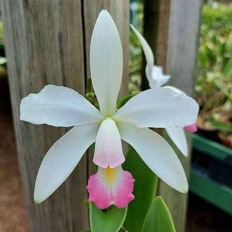 Violacea carnea - comprar online