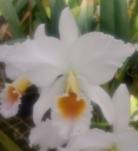 Percivaliana albescens 'Caracas' (Original) - comprar online