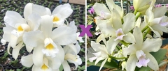 Amethystoglossa alba 'Do Mauricio' x albscens 'Areia Branca' - comprar online