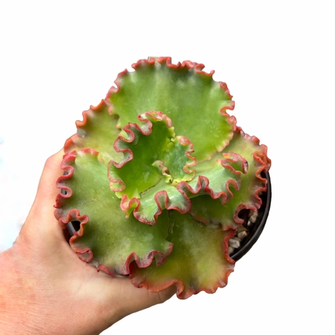 Echeveria Korea