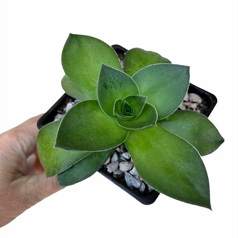 Crassula hemisphaerica 'Turrita'