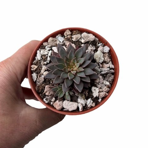 Graptopetalum Rusbyi