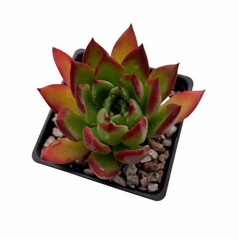 Echeveria Rostis (x agavoides)