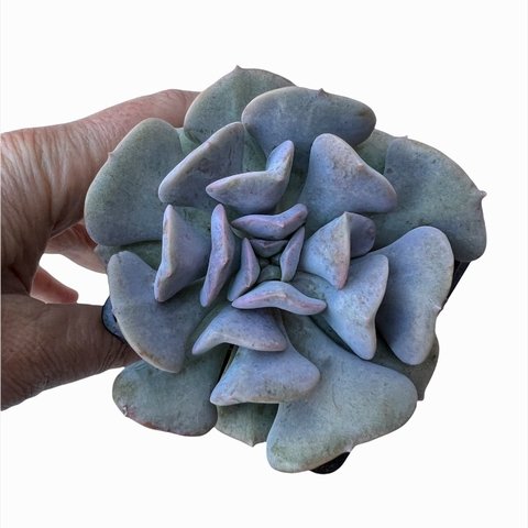 Echeveria Cubic Frost