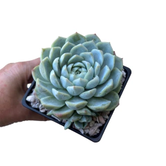 Echeveria Big Blue /elegans forma gigante - comprar online