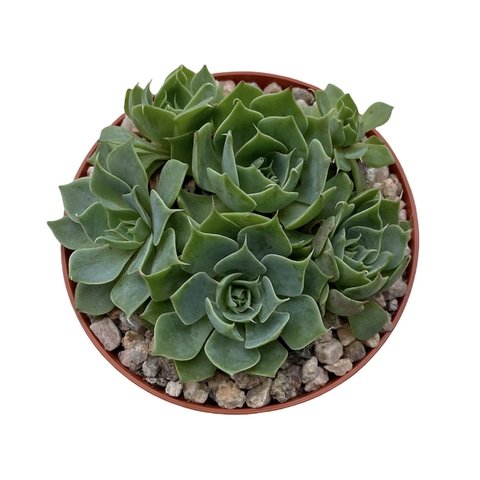 Graptoveria 'Finetta