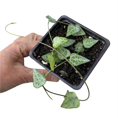 Ceropegia String of Spades