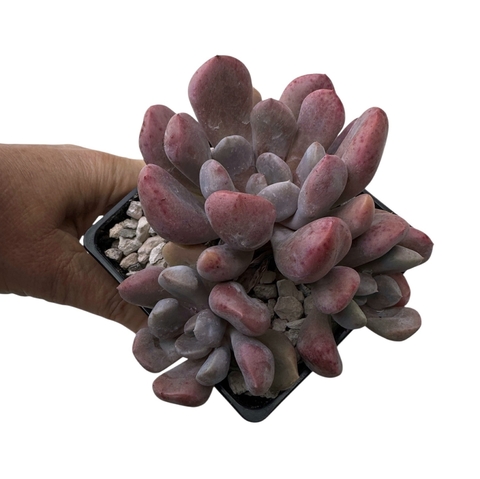 Graptoveria Topsy Debbi (Lilac Spoons / Cupido) - comprar online
