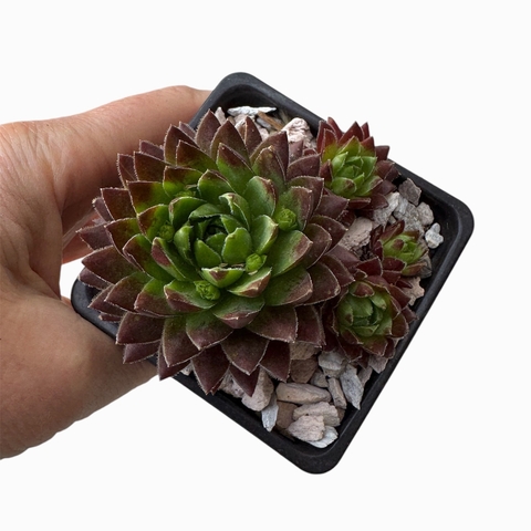Sempervivum Flame