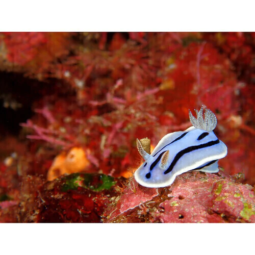 Câmera Digital Compacta OLYMPUS OM System Tough TG-7 (vermelha) - loja online