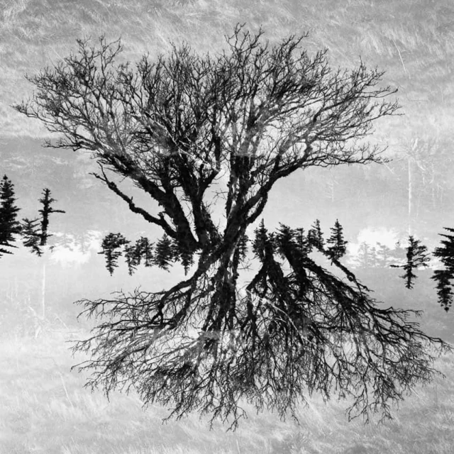 Filme Fotográfico Arista EDU Ultra 400 ( Preto e Branco / 35mm / Iso400 / 36 Poses) - CAMERA NINJA • PHOTO VIDEO STORE