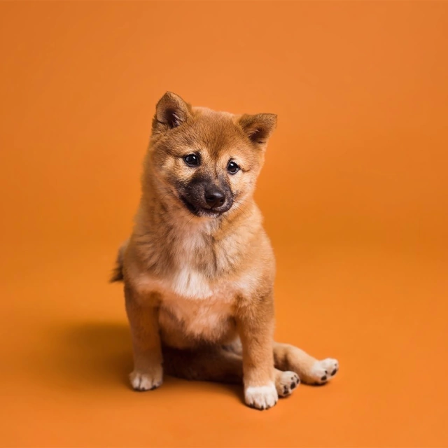 SA 17 Sienna - Fundo Infinito de Papel 2,72 X 11m SAVAGE (importado) na internet