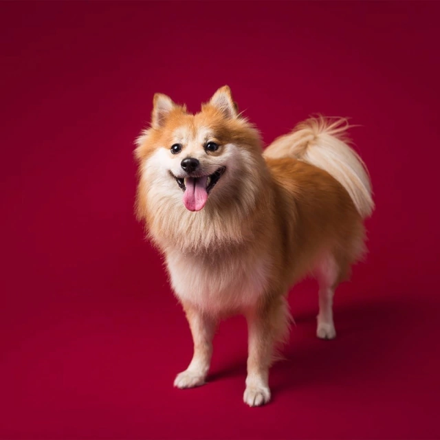 SA 06 Crimson - Fundo Infinito de Papel 2,72 X 11m SAVAGE (importado) na internet