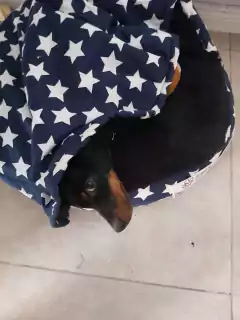 Alma - Pequeño Retoño