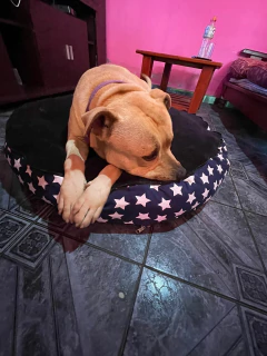 Alma - tienda online