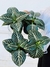 APHELANDRA - comprar online