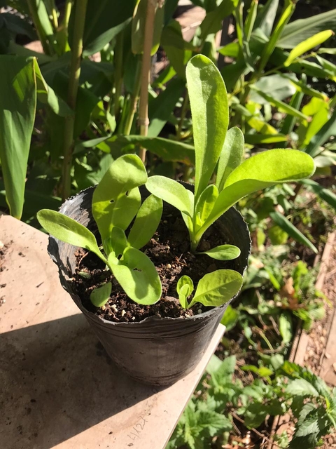 Planta de Caléndula