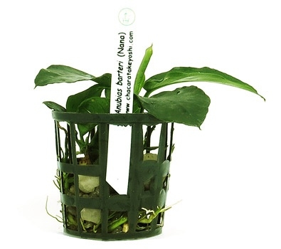 Planta Natural Anubias Barteri Nana - Chácara Takeyoshi Planta Natural Anubias Barteri Nana - Chácara Takeyoshi