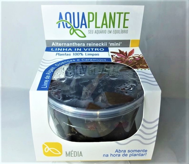 Planta Natural Alternanthera Reineckii Mini - Aquaplante Planta Natural Alternanthera Reineckii Mini - Aquaplante