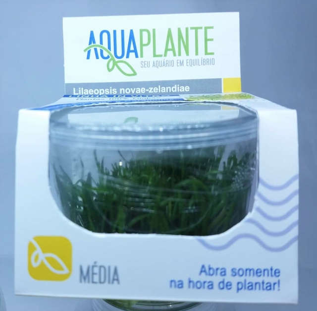 Planta Natural Lilaeopis Novae Zelandiae - Aquaplante Planta Natural Lilaeopis Novae Zelandiae - Aquaplante