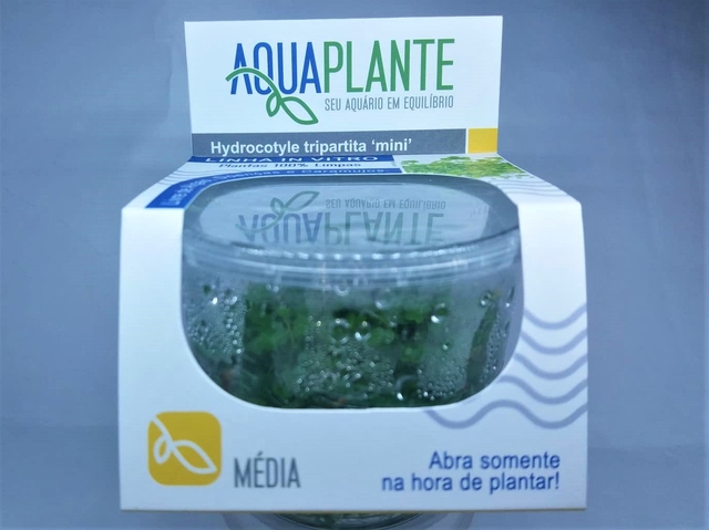 Planta Natural Hydrocotyle Tripartita ‘mini’ - Aquaplante Planta Natural Hydrocotyle Tripartita ‘mini’ - Aquaplante