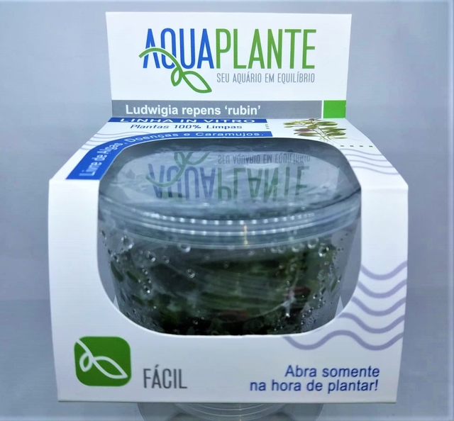 Planta Natural Ludwigia Repens Rubin - Aquaplante Planta Natural Ludwigia Repens Rubin - Aquaplante