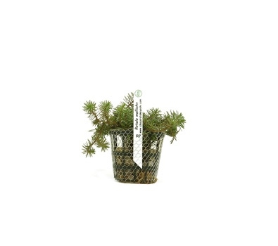 Planta Natural Rotala Wallichii - Chácara Takeyoshi Planta Natural Rotala Wallichii - Chácara Takeyoshi