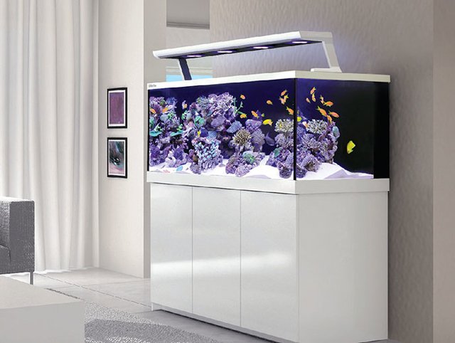 Aquário Marinho Red Sea 650 Max S - 650l - Completo - Branco Aquário Marinho Red Sea 650 Max S - 650l - Completo - Branco