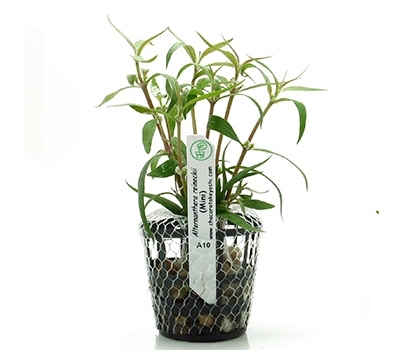 Planta Natural Alternanthera Reineckii (MIni) Chacará Takeyoshi Planta Natural Alternanthera Reineckii (MIni) Chacará Takeyoshi