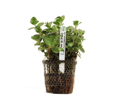 Planta Natural Rotala sp.(Pink) - Chácara Takeyoshi Planta Natural Rotala sp.(Pink) - Chácara Takeyoshi