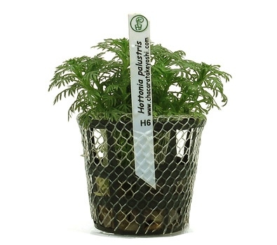 Planta Natural Hottonia Palustris - Chácara Takeyoshi Planta Natural Hottonia Palustris - Chácara Takeyoshi