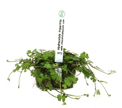 Planta Natural Hydrocotyle Tripartita - Chácara Takeyoshi Planta Natural Hydrocotyle Tripartita - Chácara Takeyoshi