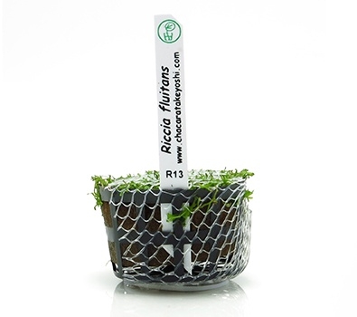 Planta Natural Riccia Fluitans - Chácara Takeyoshi Planta Natural Riccia Fluitans - Chácara Takeyoshi