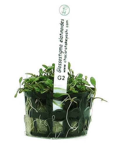 Planta Natural Glossostigma Elatinoides - Chácara Takeyoshi Planta Natural Glossostigma Elatinoides - Chácara Takeyoshi