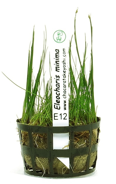 Planta Natural Eleocharis Minima - Chácara Takeyoshi Planta Natural Eleocharis Minima - Chácara Takeyoshi