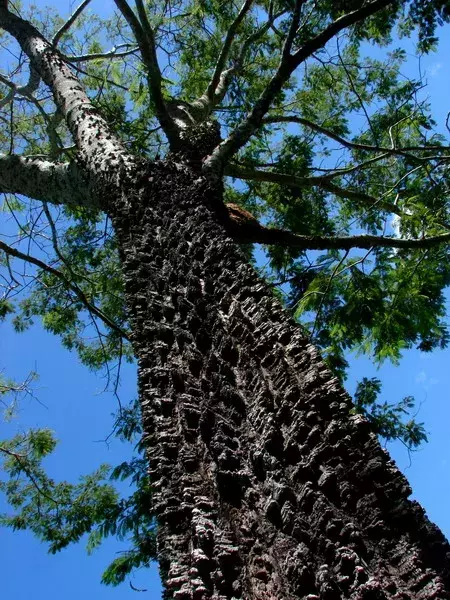 Árvore Angico Vermelho vista de baixo, destacando seu tronco texturizado e folhas verdes ao fundo.